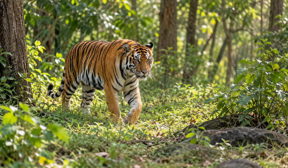 Bhadra Tiger Reserve gateway — wildlife in Bhadravati taluk, Shivamogga district