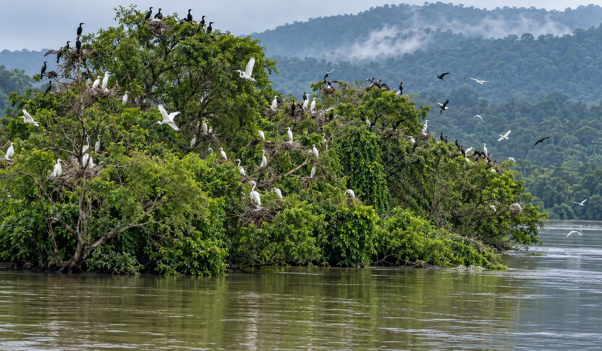 Mandagadde Bird Sanctuary — wildlife in Thirthahalli taluk, Shivamogga district